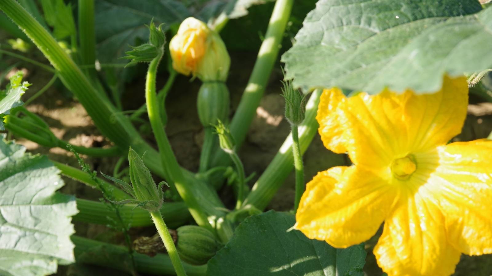 Durch das Kürbisjahr: Teil 4 - Die Kürbisblüte