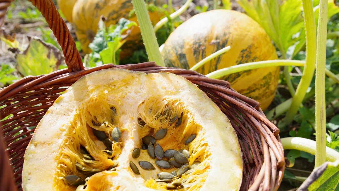 Aufgeschnittener Ölkürbis mit Kürbiskernen kurz vor der Ernte