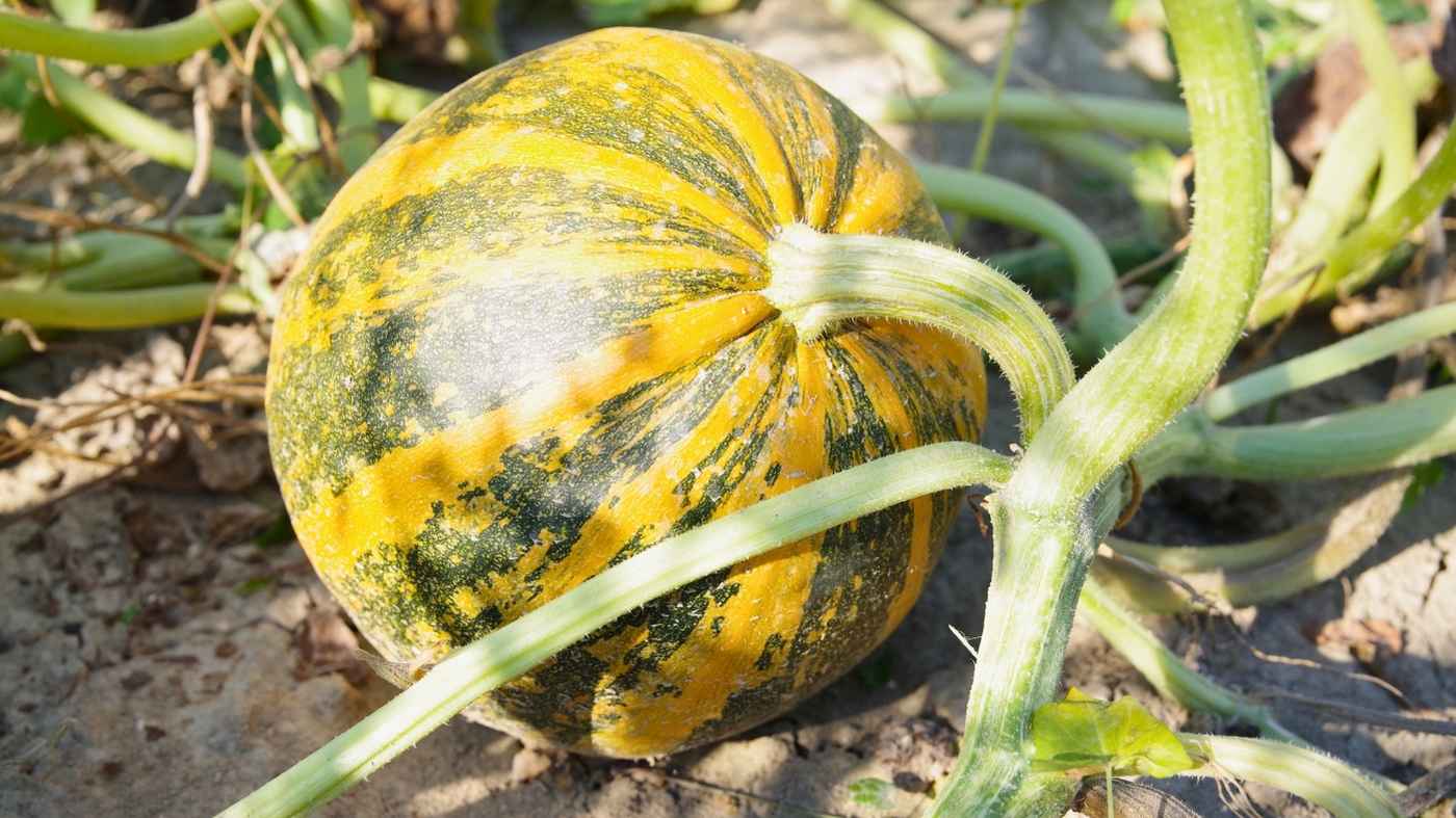 Gelb-orange gefärbter Ölkürbis während der Reifephase auf dem Kürbisacker von Kernöl Familie Lang