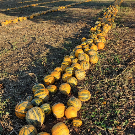 1 Liter Steirisches Kürbiskernöl g.g.A.
