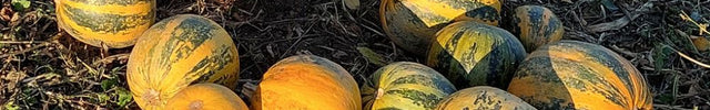 Kürbisöl kaufen – Steirischer Ölkürbis aus der Steiermark, Österreich