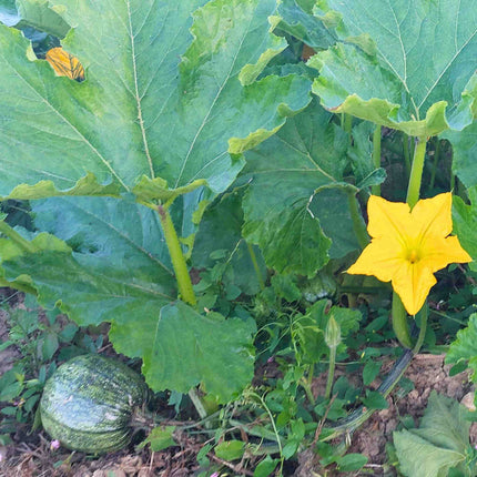 Ölkürbis Pflanze mit Blüte am Feld – im Familienbetrieb selbst angebaut
