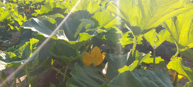 Blühende Steirische Ölkürbispflanzen auf unserem eigenen Acker im steirischen Thermenland