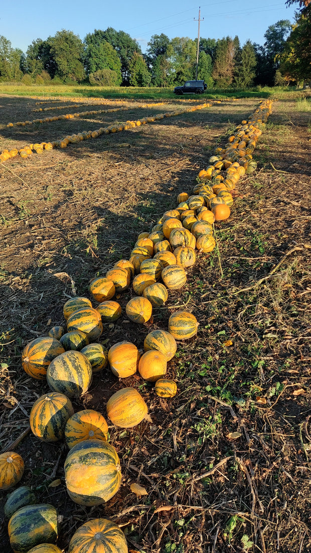 Geerntete Steirische Ölkürbisse in Reihen auf unserem eigenen Feld