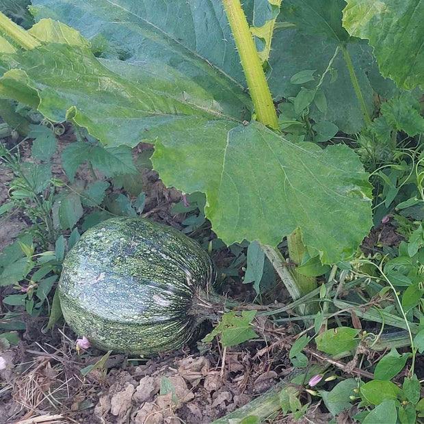 Reifender Steirischer Ölkürbis auf dem Feld unseres Familienbetriebs in der Steiermark