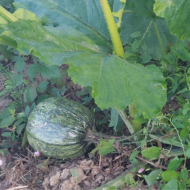 Reifender Steirischer Ölkürbis auf dem Feld unseres Familienbetriebs in der Steiermark